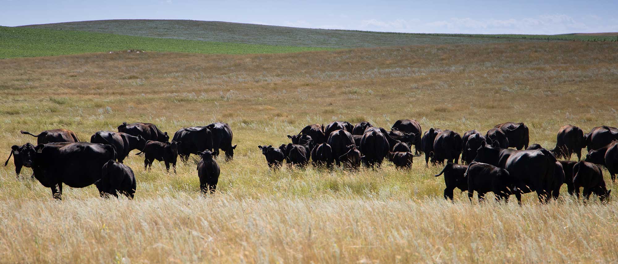 Cows in tall grass