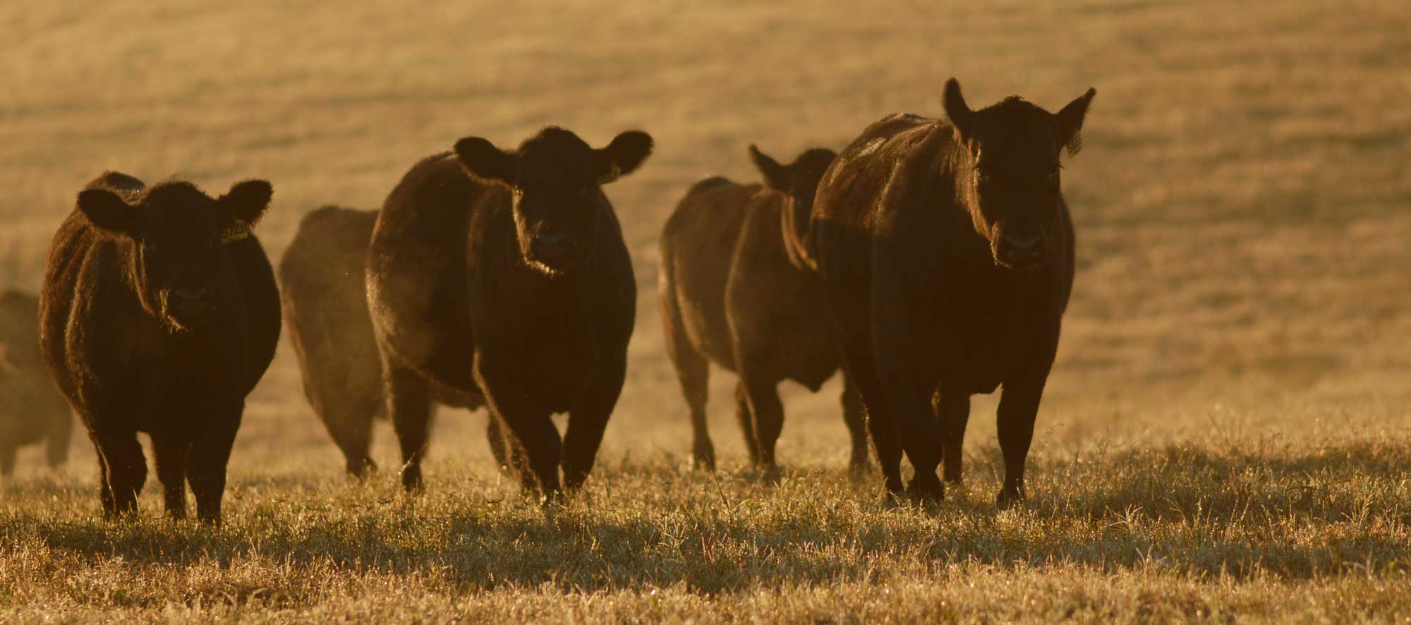 Cows at Dusk